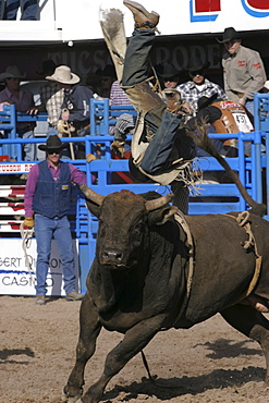 professional rodeo cowboys bull riding.