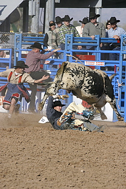 professional rodeo cowboys bull riding.