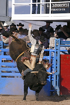 professional rodeo cowboys bull riding.