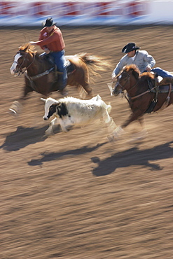 professional rodeo cowboys steer wrestling