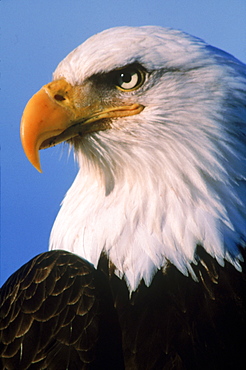 Close-up portrait (profile) of a mature bald eagle (Haliaeetus leucocephalus).