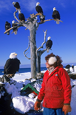 The Eagle Lady, 81-year old Jean Keene, attracts 200 to 300 bald eagles (Haliaeetus leucocephalus) every winter morning with her banquet of surplus fish. Keene has fed a gathering of eagles at the Homer Spit Campground in Alaska every winter morning for 25 years. What started out as just 2 eagles eventually became a huge gathering of the magnificent birds.