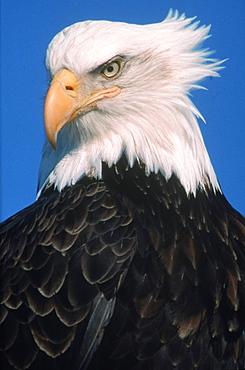 The stern gaze of an American bald eagle (Haliaeetus leucocephalus.)