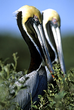 Pelicans on Racoon Island off the coast of Louisiana