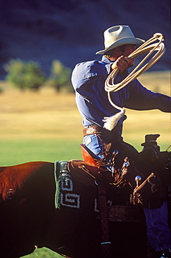 Cowboy Jedd Christian galloping his horse, lariat in hand, on cattle drive, near Lander, Wyoming