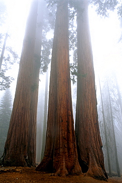 Sequoia National Park, CA. Giant Sequoias (Sequoiadendron giganteum) rise up through the clouds. Giant Sequoias can grow to over 200 ft tall and 100 ft wide. Some Giant Sequoias are 2000 to 3000 years old.