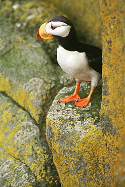 A horned puffin (Fratercula corniculata) stands on a rocky, lichen-covered precipice at the Walrus Islands State Game Sanctuary on Round Island at Bristol Bay in Alaska's Bering Sea.