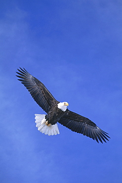 An American bald eagle (Haliaeetus leucocephalus) soaring against blue sky.