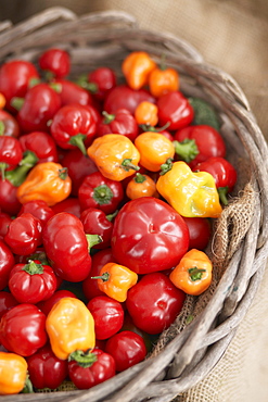 A basket of red and yellow hot peppers at a farm stand in Madison, Connecticut.