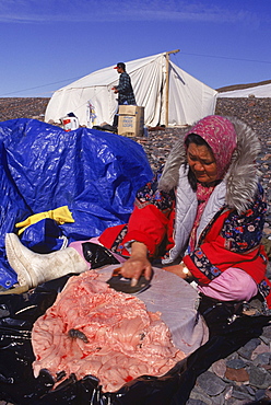 Camping "on the land" with the Pauloosie Muckpa family. After seal hunt, they caught 3 seals total, two pups and one mother. (They will use the mother to feed the dogs, they did not intend to kill her.)