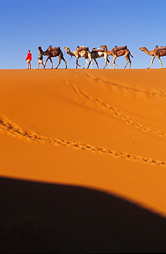 Camel Trekking, Erg Chebbi, Morocco