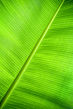 Palm leaf, Natura Cabanas, Dominican Republic.