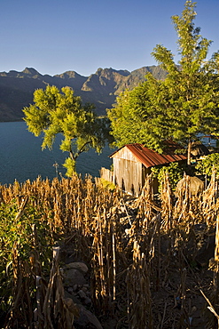 Corn crop and hut near San Pedro, with a view of Lake Atitlan, Guatemala