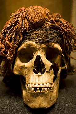 A skull whearing a wig,  found in Chihuahua is displayed in the National Museum of Anthropology in Mexico City,  December 1,  2011. The National Museum of Anthropology and History museum(Museo Nacional de Antropologia e Historia) is located in the histori