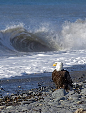 American Bald Eagle stands on the rocky beach watching waves roll in at Kachemak Bay near Homer, Alaska.