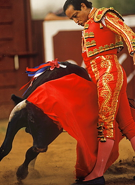 A matador's bull makes a charging pass.