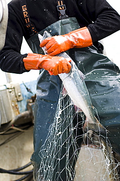 Salmon fisherman holding a fresh wild salmon, Bristol Bay, Alaska, USA