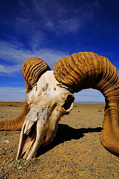 animal skull in the Gobi Desert, Mongolia