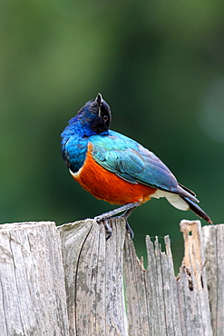 Superb Starling (Lamprotornis superbus)