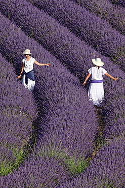Lavender fields. Guadalajara, Spain.