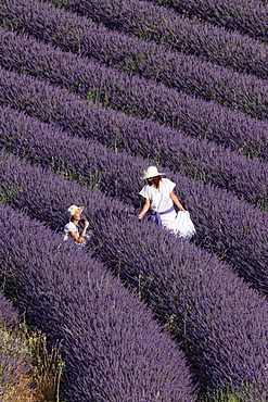 Lavender fields. Guadalajara, Spain.