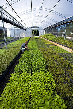 Worker at a large state-owned tree nursery near the city of Guarapuava, Parana state, Brazil.