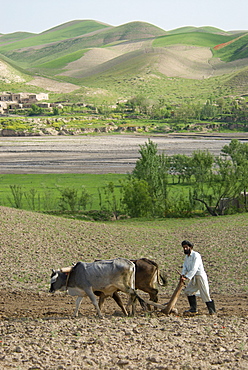 A farmer plows a field with oxen, near a village with traditional domed homes  below green hills, in Kushk-i Kuhna district, Herat Province