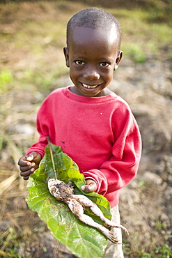 Young boy with a dead frog he found. Gbolokai is a small town of a few hundred people 20 minutes off the main road near Totota, all of its inhabitants fled during the long brutal civil war and have slowly returned after 2005 to try and rebuild their lives.