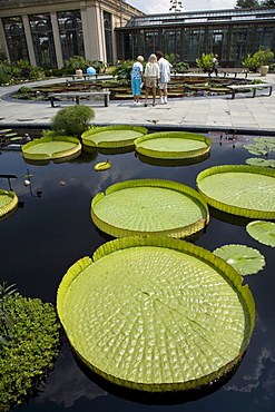 Lily pond at Longwood Gardens near Kennett Square, southeastern Pennsylvania