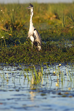 Laguna Ibera, Esteros del Ibera, Corrientes Province