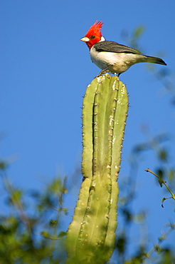 A Red-crested Cardinal (Paroaria coronata) or "Cardenal comun" perches on a cactus at Estancia Rincon del Socorro, Corrientes Province