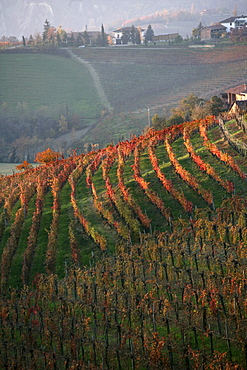 Autumn colored vineyards above Dogliani, Piedmont, Italy.