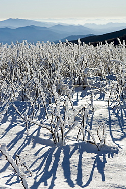 Rime ice and Blue Ridge Mountains, Roan Highlands, North Carolina.