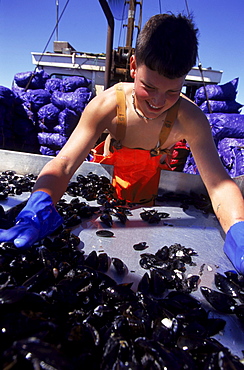 Off Mount Dessert Island Maine, 14 year old Derrick Beal works on a mussel dragger.