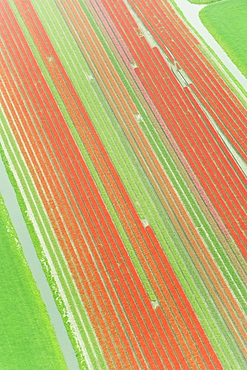 Looking down on tulips fields from an airplane, Holland, Netherlands.