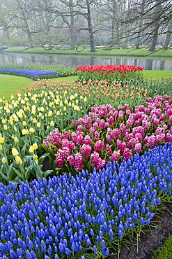 Morning mist and flowers in the Keukenhof Gardens, Lisse, Netherlands.