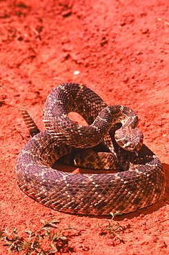 Western diamondback rattlesnake (Crotalus atrox) coils in red-hued soil.