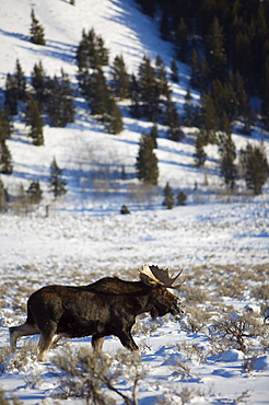 A moose wanders through Moose Junction in Grand Teton National Park, Wyoming.