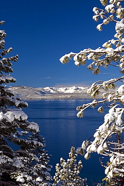 Tree branches with fresh snow frame Lake Tahoe on a clear blue sky day, Nevada.