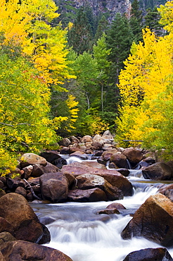 The west fork of the Carson River is alive with fall color outside of Markleeville, CA.