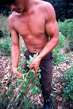 Picking Coca leaves in the Vaupes River Basin, Colombia.