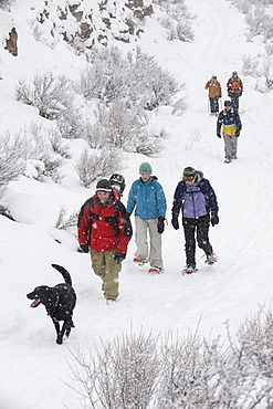 High angle view of a medium sized group of adults and one black dog walking on a trail in the snow in Bend, Oregon.