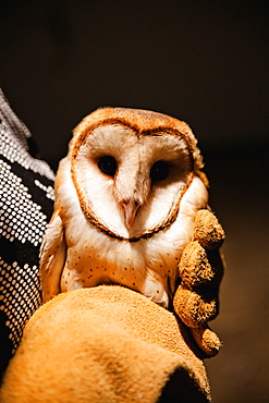 A researcher holds a Barn Owl (Tyto alba) after it was captured from Vancouver International Airport. The bird will be relocated to an area 100km away from the airport in hopes that it will not return, Langley, British Columbia, Canada