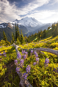 Purple Lupin (Lupinus perennis) grow across the valley from Mount Ranier, Mount Ranier National Park, Washington, United States