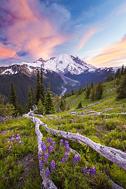 Purple Lupin (Lupinus perennis) grow across the valley from Mount Ranier in Mount Ranier National Park, Mount Ranier National Park, Washington, United States