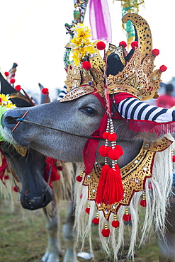 Buffalo race. Bali island. Indonesia. ?Makepung? in the Balinese language means buffalo racing. This unique spectacle is practiced by farmers from the North Western Jembrana region of Bali.