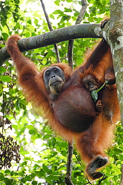 A Sumatran orangutan (Pongo abelii) mother and child in Gunung Leuser National Park in Northern Sumatra.