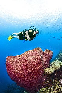 A female diver explores a barrel sponge, St. Lucia.