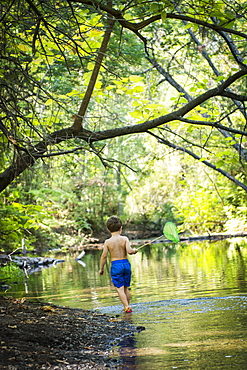 Toddler boy searches for pollywogs with net at creek in Bidwell Park, Chico, California.