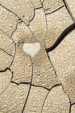 Imprint of a cottonwood leaf in cracked mud along the banks of the recently flooded Freemont River, Hanksville, Utah.